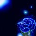 blue_rose.jpg